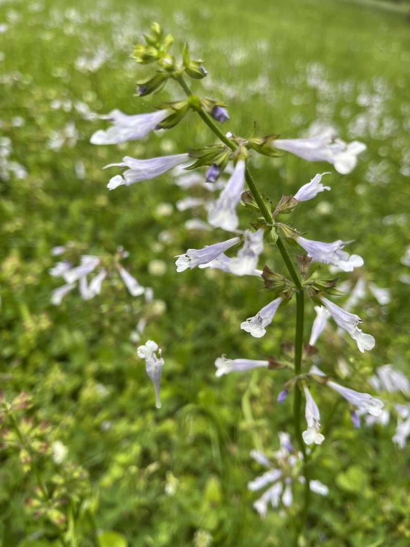 Lyreleaf Sage photo 7