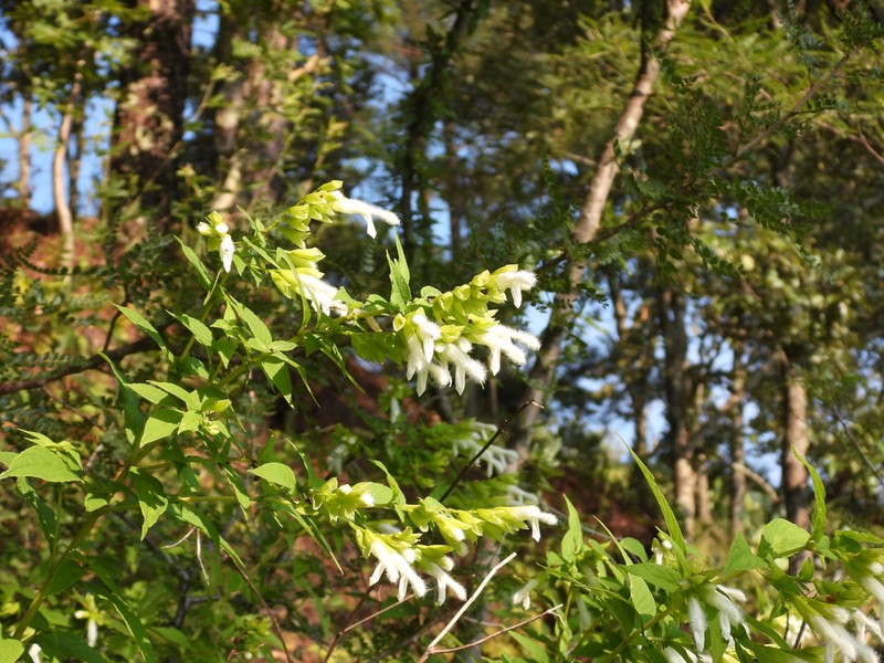 Salvia madrigalii
