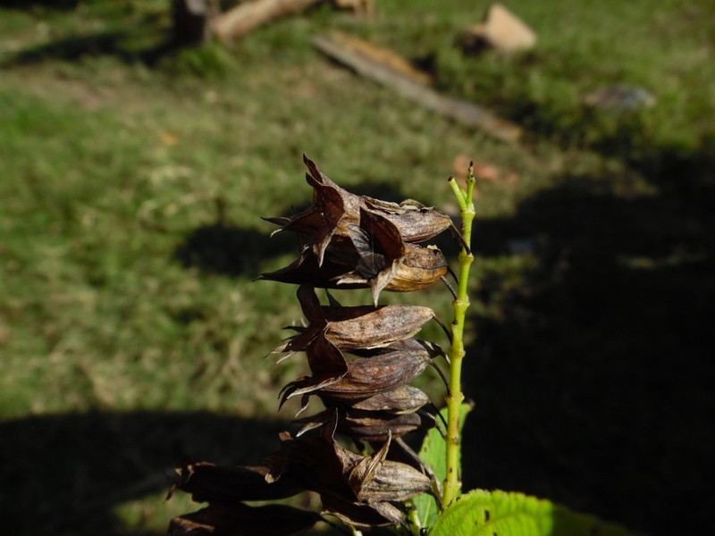 Salvia madrigalii photo 2