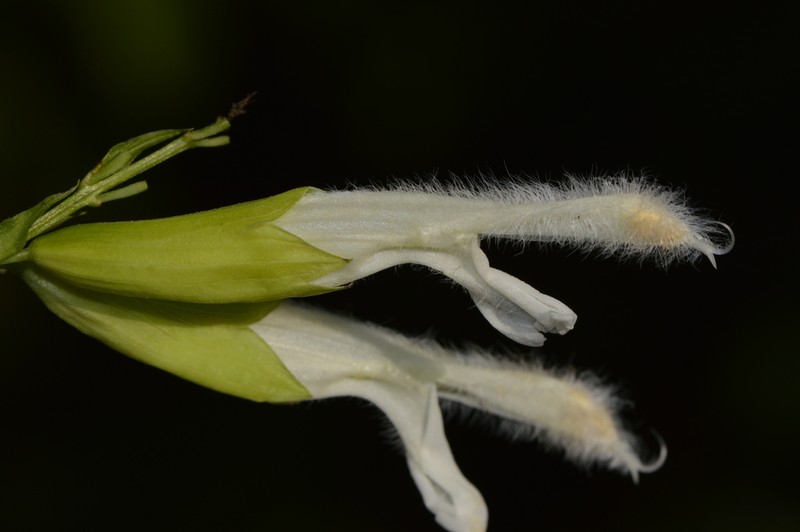 Salvia madrigalii photo 3