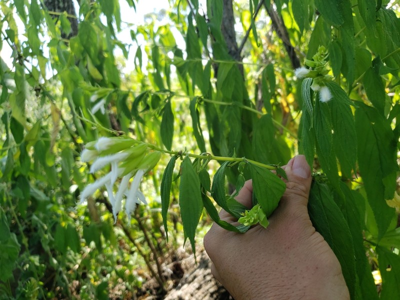 Salvia madrigalii photo 4