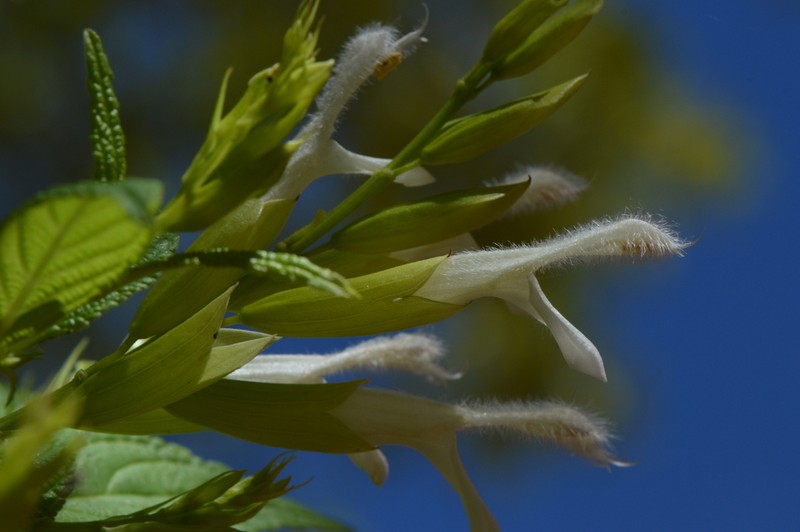 Salvia madrigalii photo 5
