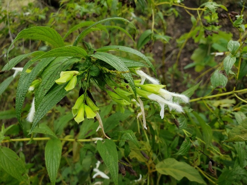 Salvia madrigalii photo 6