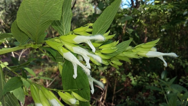 Salvia madrigalii photo 7