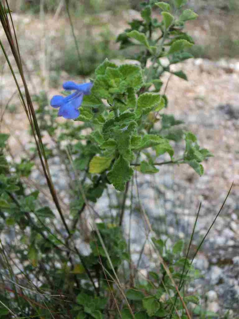 Salvia martineziana