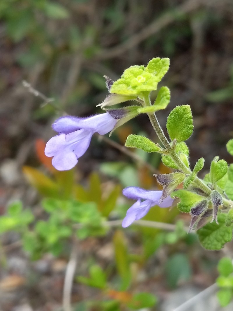 Salvia martineziana photo 2