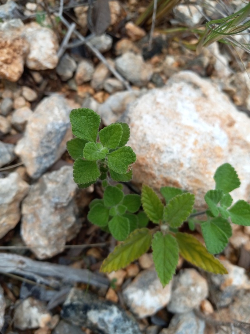 Salvia martineziana photo 4