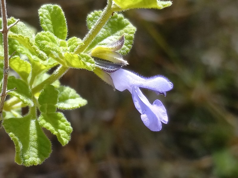 Salvia martineziana photo 5