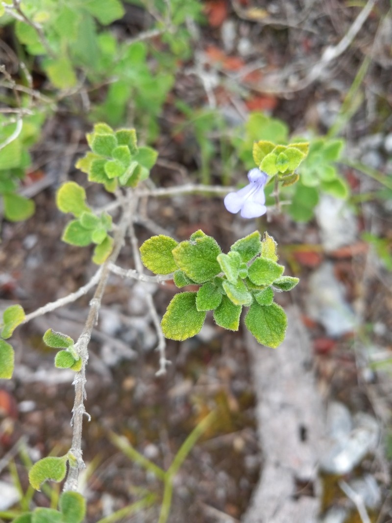 Salvia martineziana photo 6