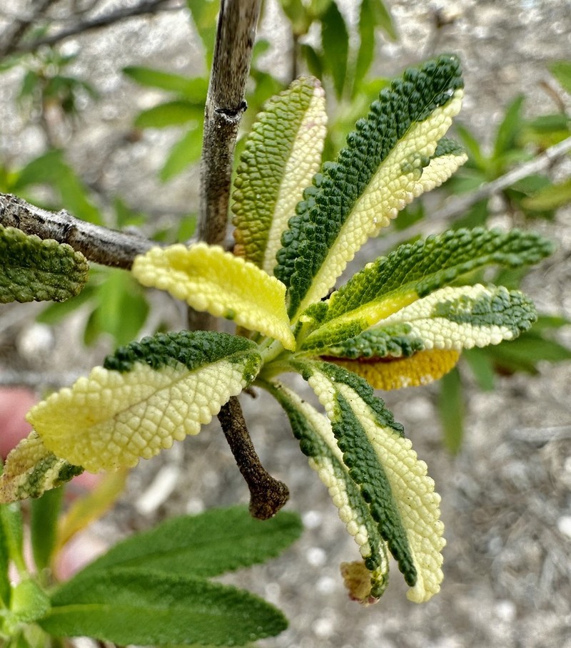 Black Sage photo 2