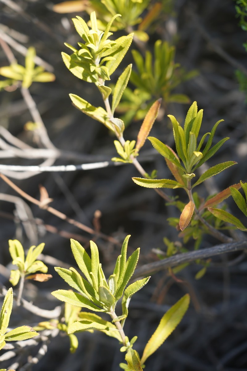 Black Sage photo 3