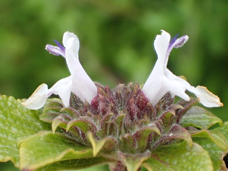 Black Sage photo 4