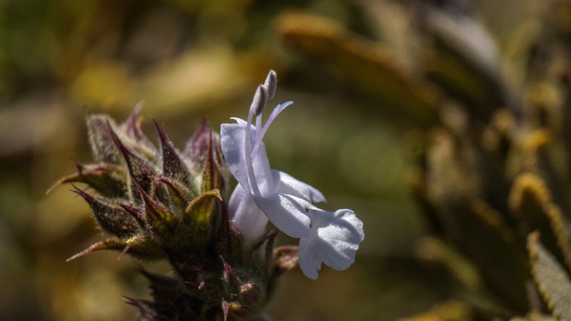 Black Sage photo 5