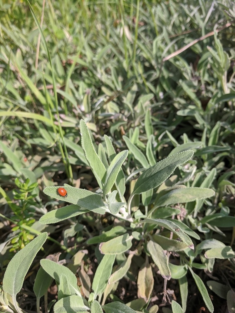 Black Sage photo 6