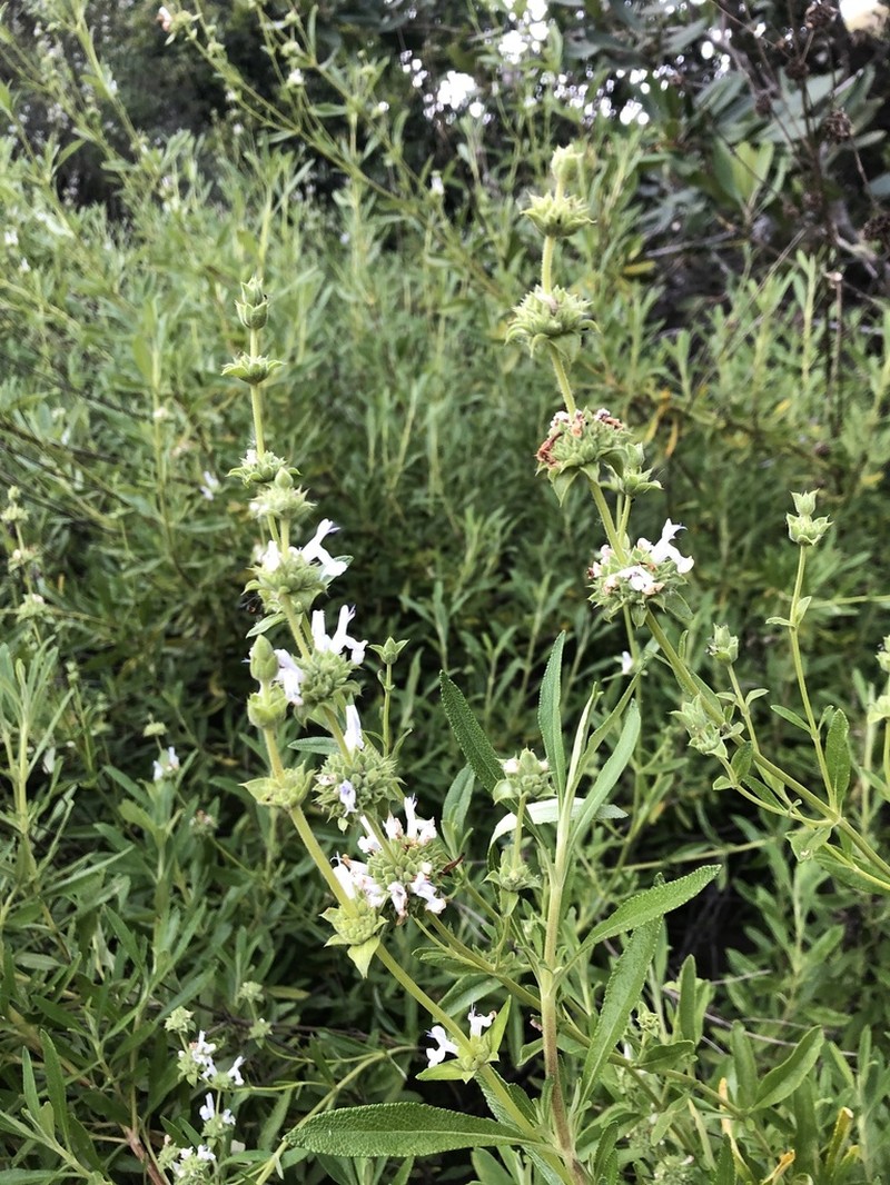 Black Sage photo 7