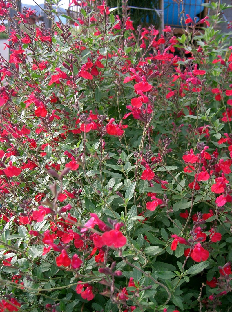Lemmon's Sage photo 4