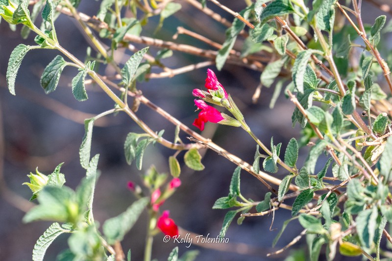 Lemmon's Sage photo 6