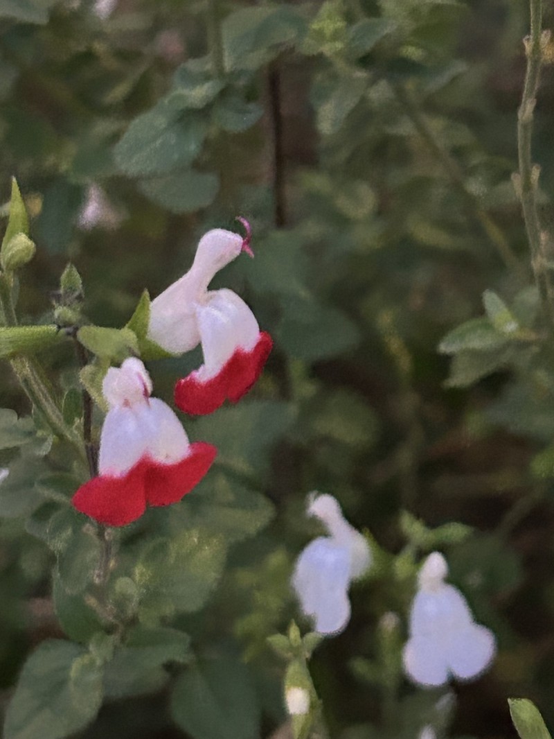 Lemmon's Sage photo 7