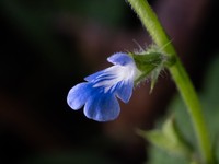 Tropical Sage
