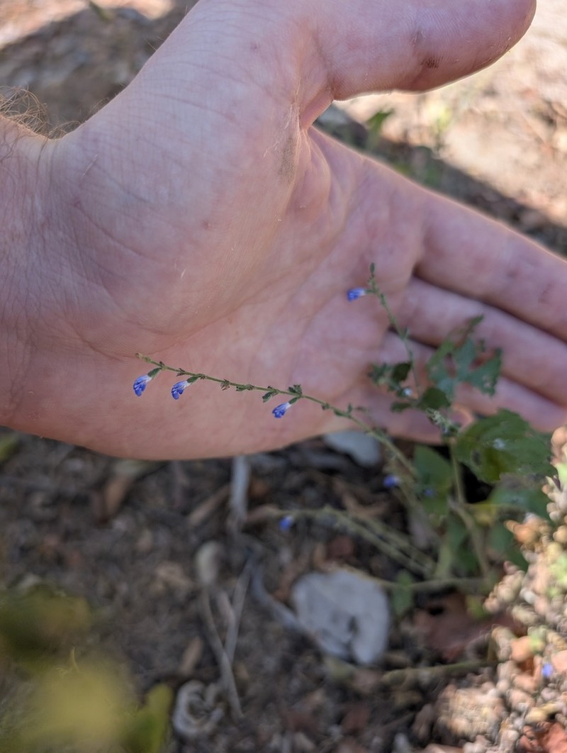 Tropical Sage photo 7
