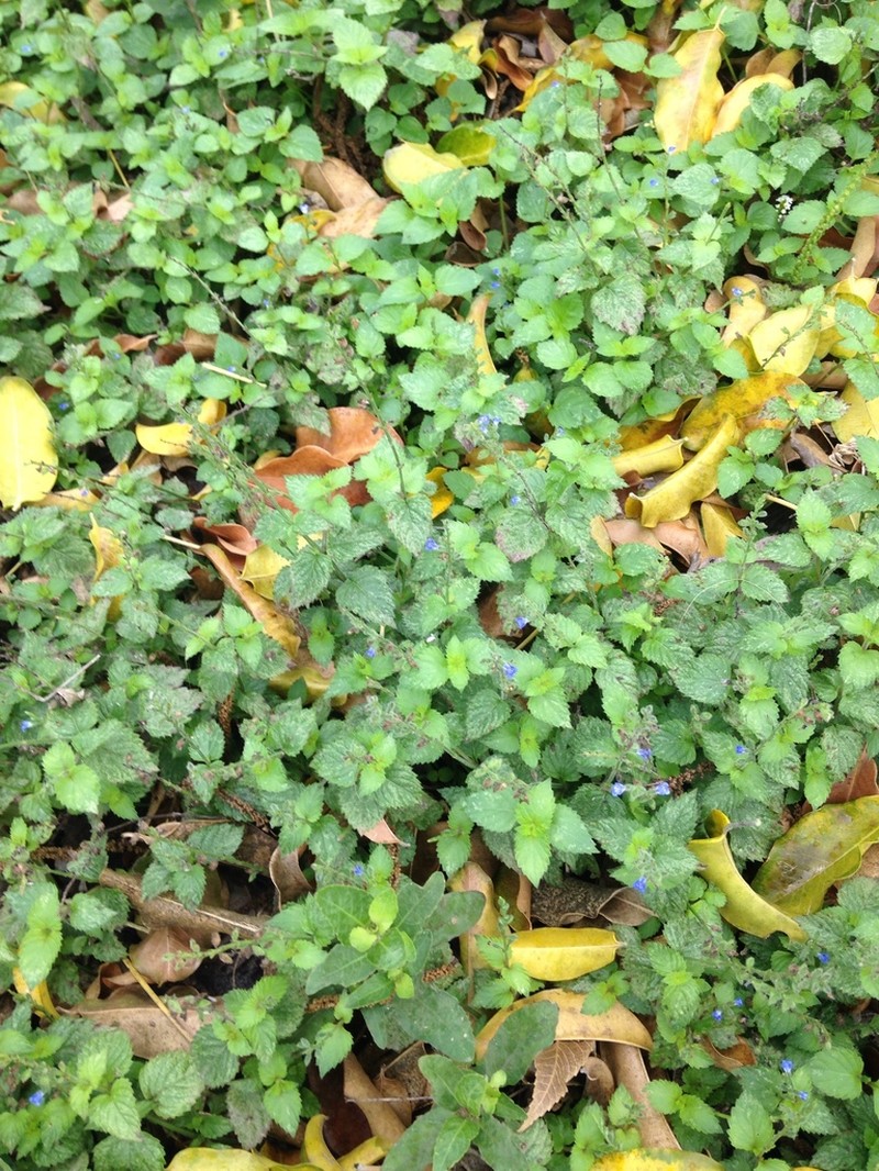 Florida Keys Sage photo 2
