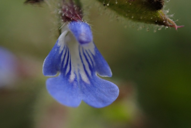 Florida Keys Sage photo 4