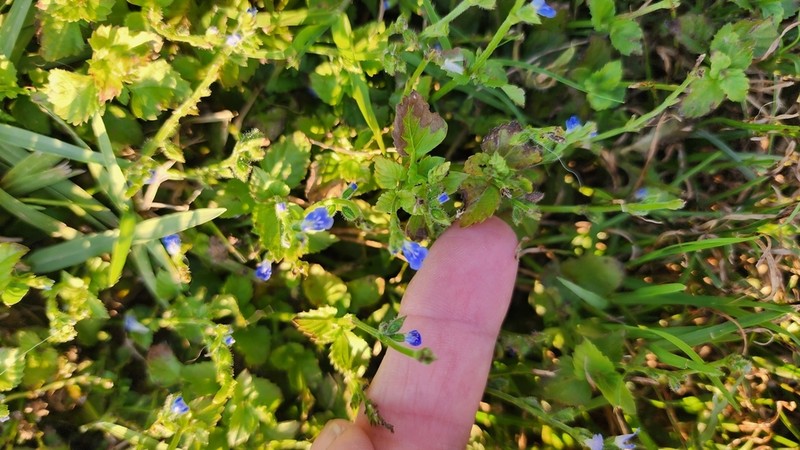Florida Keys Sage photo 5
