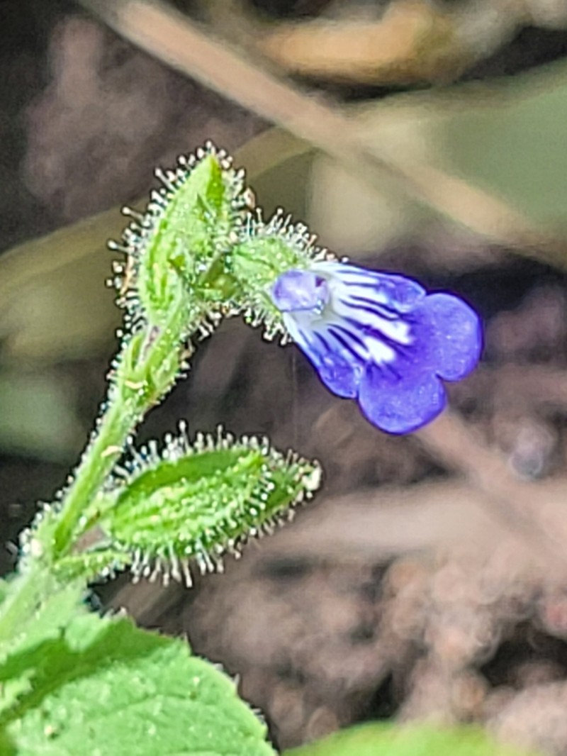 Florida Keys Sage photo 6
