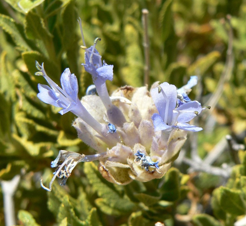 Mojave Sage