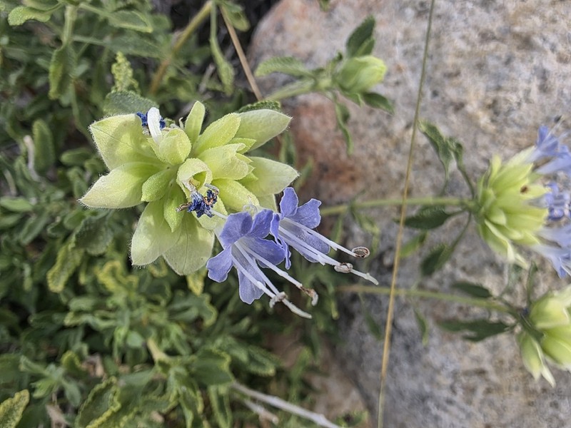Mojave Sage photo 2