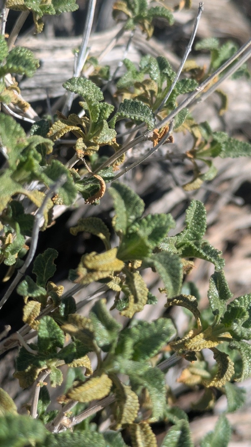 Mojave Sage photo 4