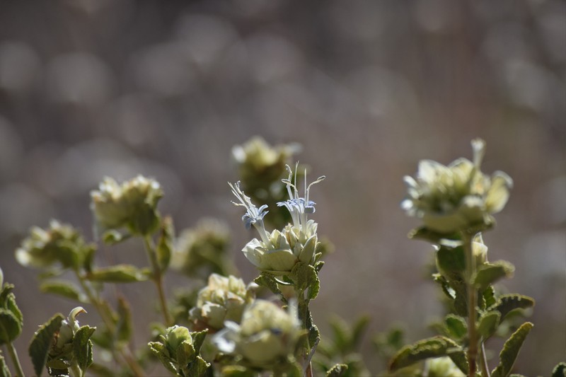 Mojave Sage photo 5