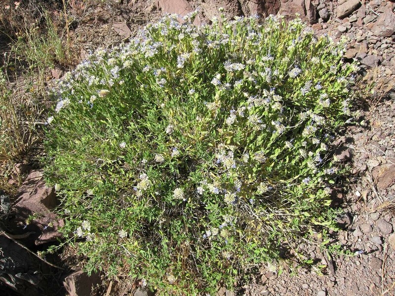 Mojave Sage photo 6