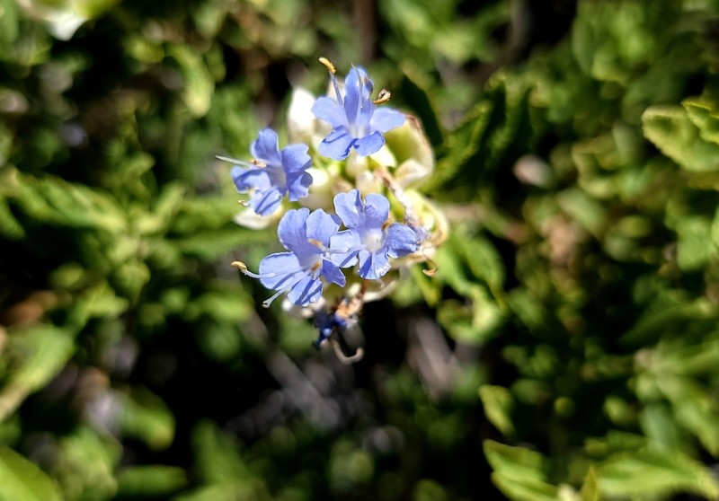 Mojave Sage photo 7