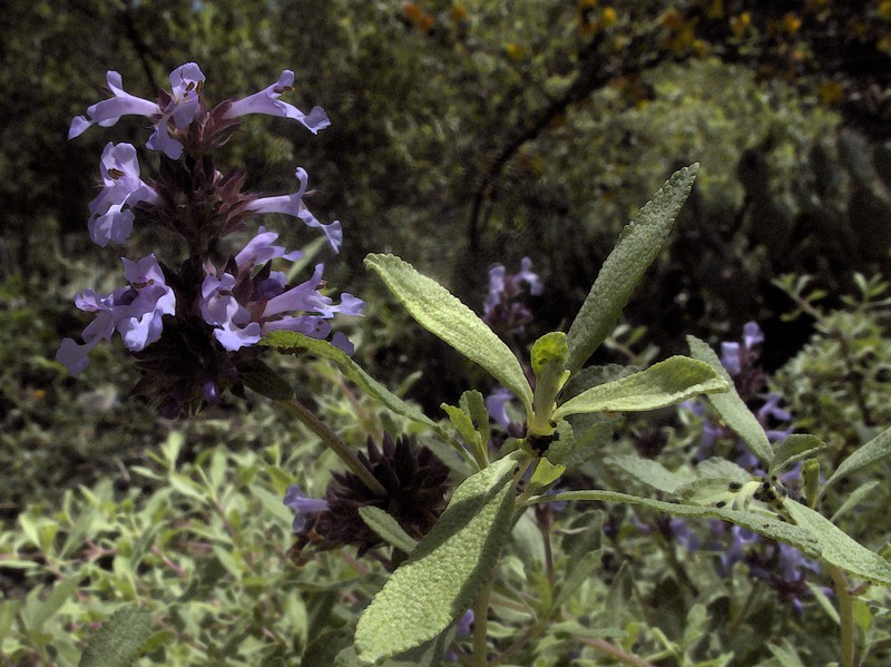 Munz's Sage photo 2