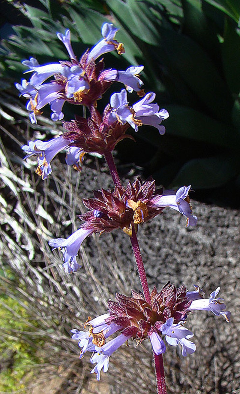 Munz's Sage photo 3