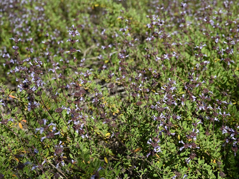 Munz's Sage photo 4