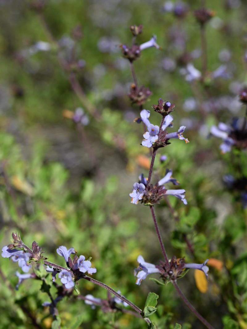 Munz's Sage photo 5
