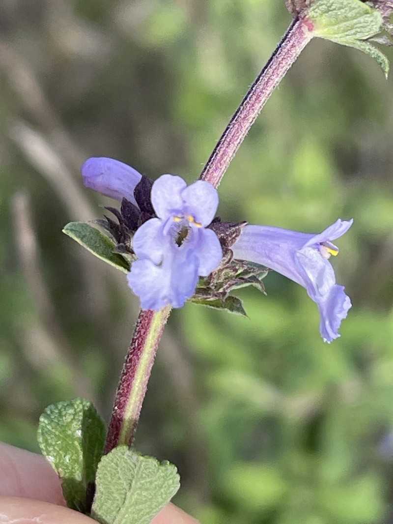 Munz's Sage photo 4