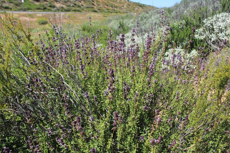 Munz's Sage photo 5