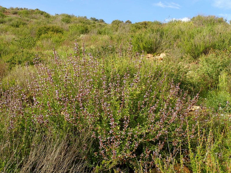 Munz's Sage photo 6