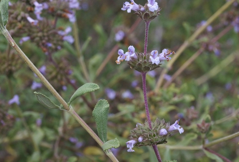 Munz's Sage photo 7