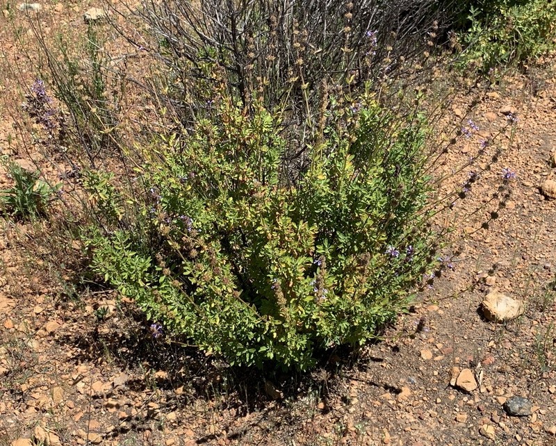 Munz's Sage photo 8
