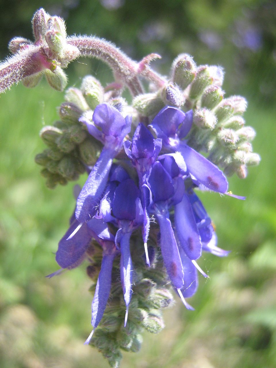 Nodding Sage photo 4