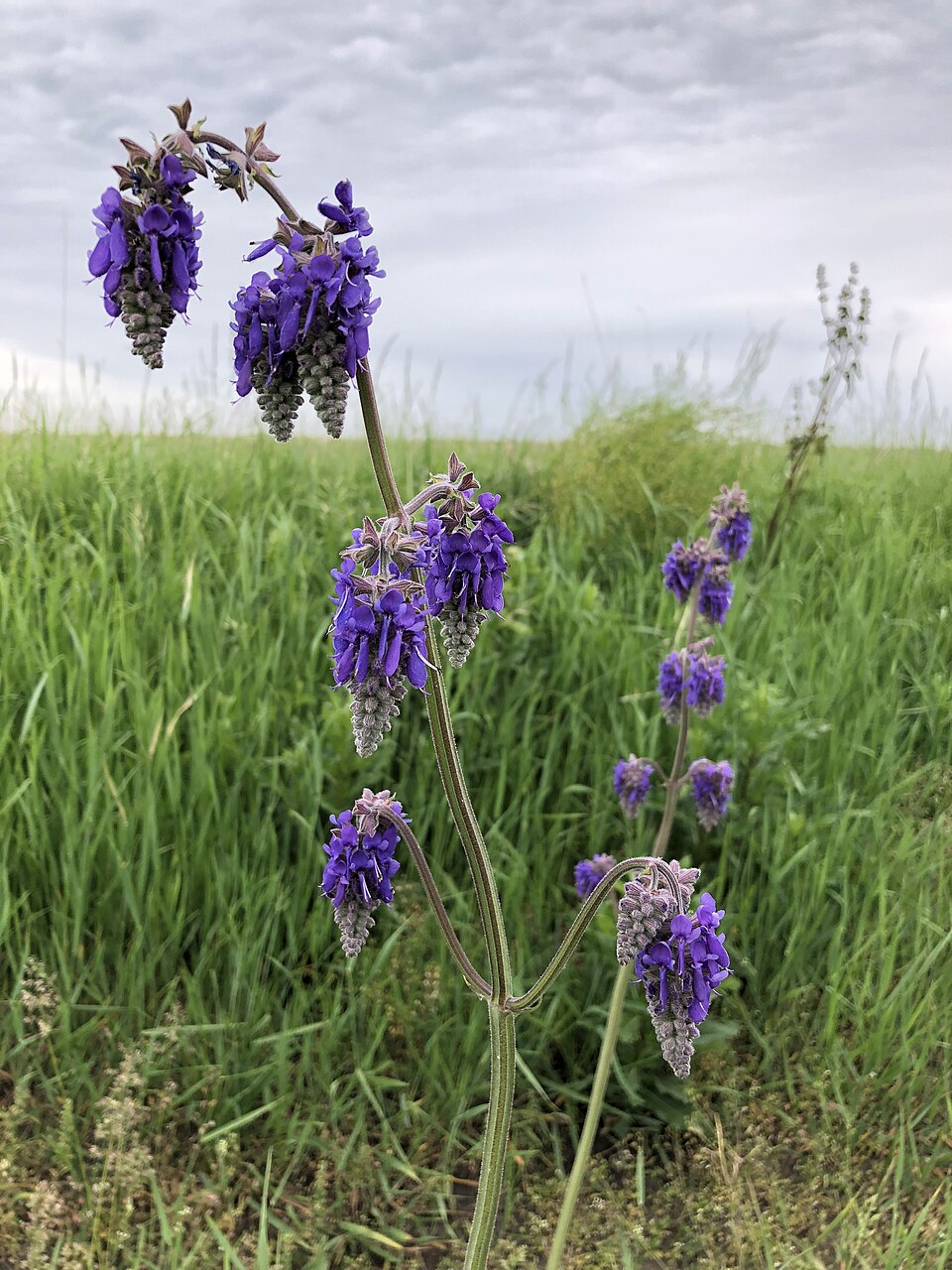 Nodding Sage photo 5