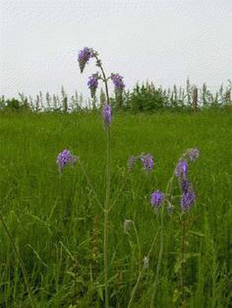 Nodding Sage photo 2