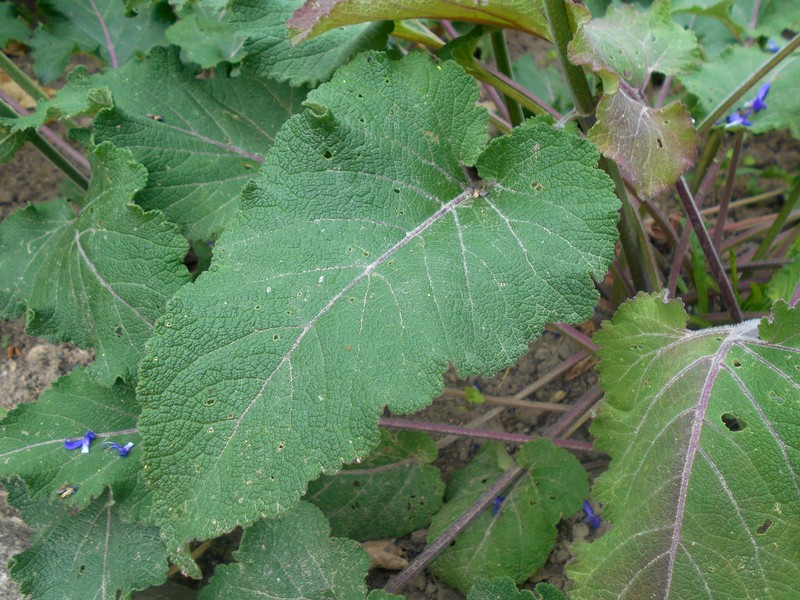 Nodding Sage photo 3