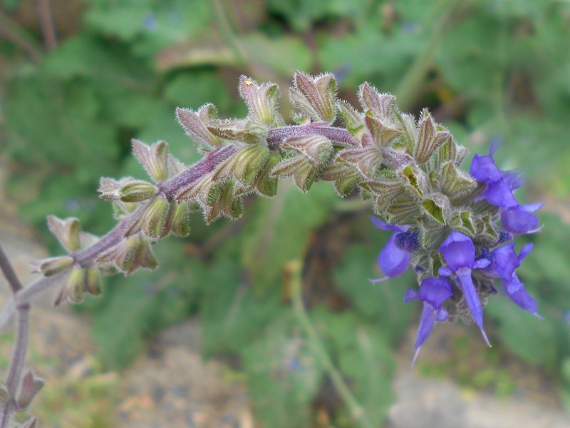 Nodding Sage photo 6