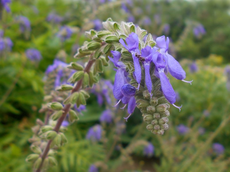 Nodding Sage photo 7