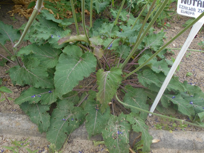 Nodding Sage photo 8